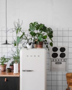 plante frigo